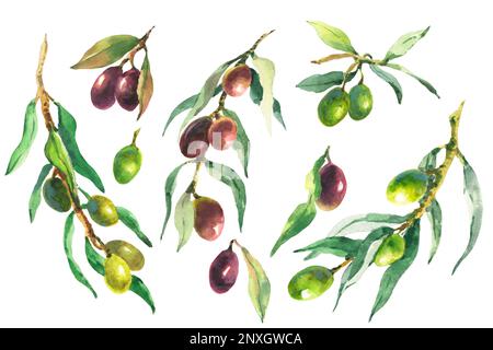Watercolor hand draw olives, food illustration with olive branch on ...