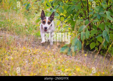 Low angle view of a young Jack Russell Terrier dog running towards camera in green forest Stock Photo