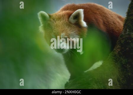 Creative close-up of a red panda male walking on a mossy perch of an oak nut tree Stock Photo