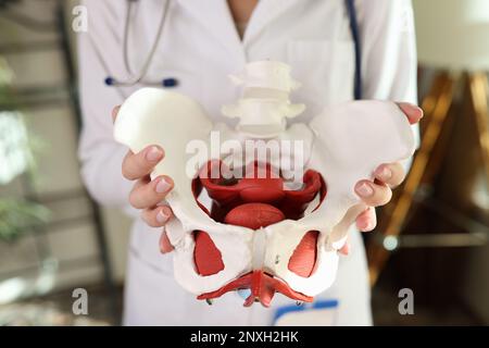 Doctor gynecologist holding of female pelvis with muscles model Stock Photo