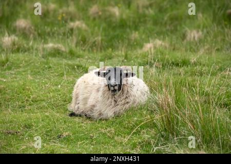 scottish black faced Sheep sitting on the grass, in a field in Scotland, uk, in the summer Stock Photo