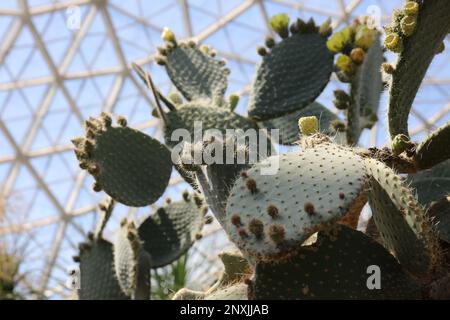 New Buds on Prickly Pear Cactusin the springtime in Texas Stock Photo -  Alamy