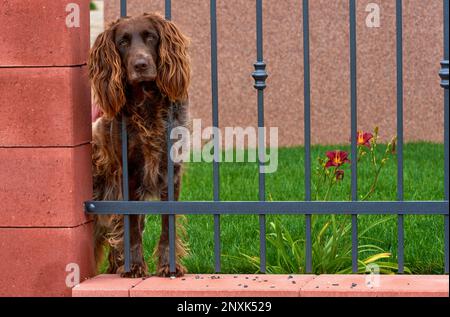 Portrait of the Irish setter through the fence bars in a Czech village Stock Photo