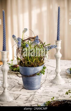 Spring composition in blue tones, muscari in blue pot and with blue candles Stock Photo