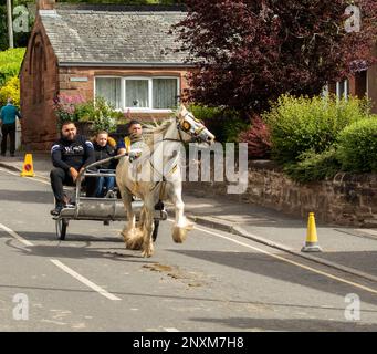 Two men and a boy riding in a trotting cart or sulky drawn by a cantering white cart horse Appleby Horse Fair Appleby in Westmorland Cumbria Stock Photo