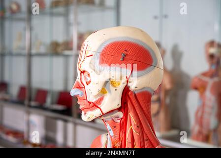 Human body, Anatomical mannequin, muscular and skeleton system, head and neck Stock Photo