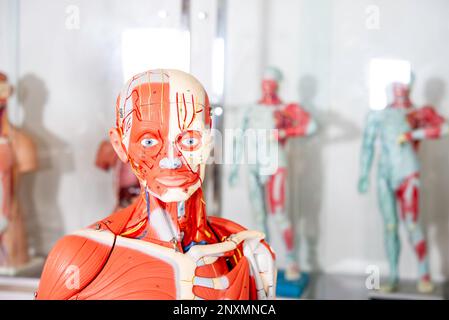 Human body, Anatomical mannequin, muscular and skeleton system, head and neck Stock Photo