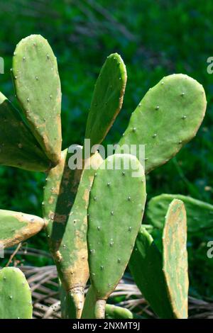 Opuntia, commonly called prickly pear or pear cactus, is a genus of flowering plants in the cactus family Cactaceae Stock Photo