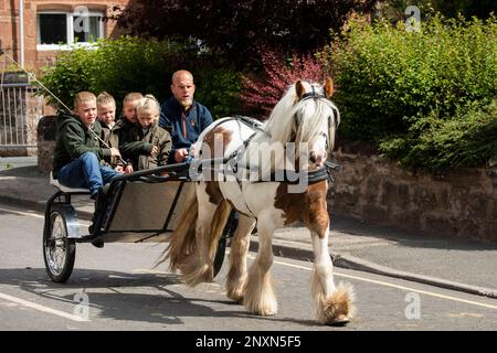 Bearded man with four children riding in a trotting cart or sulky drawn by a brown and white piebald Appleby Horse Fair Appleby in Westmorland Cumbria Stock Photo