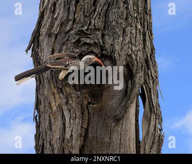 Southern Yellow-Billed Hornbill Male at Nest Stock Photo