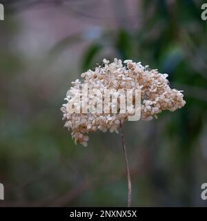 Dried flower heads of the deciduous garden shrub Hydrangea arborescens Bounty seen in the winter garden. Stock Photo
