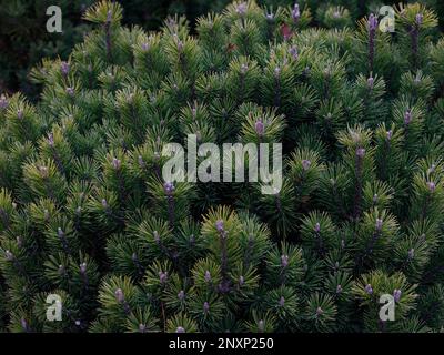 Closeup of the evergreen low and slow growing conifer Pinus mugo Mops or Dwarf Mountain Pine. Stock Photo