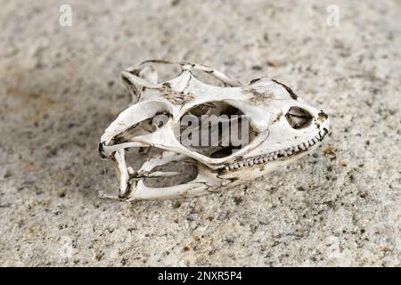 a chuckwalla lizard skull sitting on a smooth granite cobble Stock Photo
