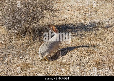desert cottontail rabbit or Sylvilagus audubonii arizonae poised to run in the mojave desert of Joshua Tree National Park Stock Photo