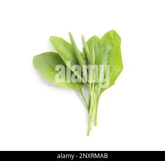 Leaves and seeds of broadleaf plantain on white background, top view. Medicinal herb Stock Photo