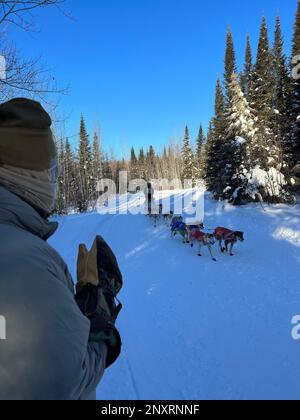 Information Assurance Noncommissioned Officer In Charge, Master Sgt. William Stoltz, 133rd Airlift Wing, Minnesota Air National Guard, observes a musher and sled dog team pass as part of a winter training exercise in Northern Minnesota on January 30, 2023.  Communications experts from the Minnesota National Guard, 133rd Airlift Wing and 148th Fighter Wing established a camp, including tents and communications equipment, in subzero temperatures in conjunction with the 2023 John Beargrease Sled Dog Marathon.  The winter exercise allowed soldiers and airmen to set up, operationalize and troublesh Stock Photo