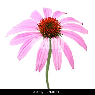 Beautiful blooming echinacea flower isolated on white Stock Photo