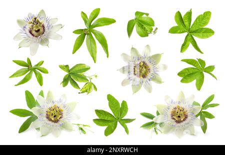 Set with Passiflora plant (passion fruit) flowers and leaves on white background Stock Photo
