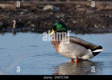 A profile of a male Mallard Duck standing in the shallow water near a lake shore with the morning sunlight glowing on its head feathers. Stock Photo