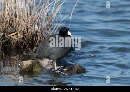 An American Coot standing on some rocks on the edge of the water on a lake shore. Stock Photo