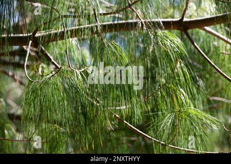 Pinus wallichiana - Bhutan Pine. Texture of green long-coniferous pine Stock Photo