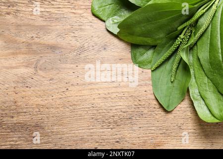 Broadleaf plantain leaves and seeds on wooden table, flat lay. Space for text Stock Photo