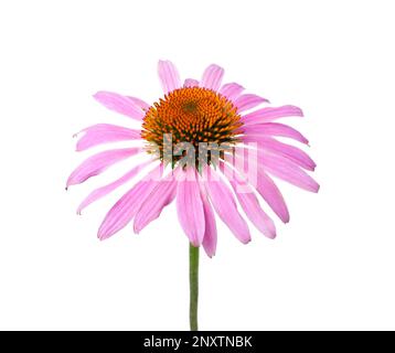 Beautiful blooming echinacea flower isolated on white Stock Photo