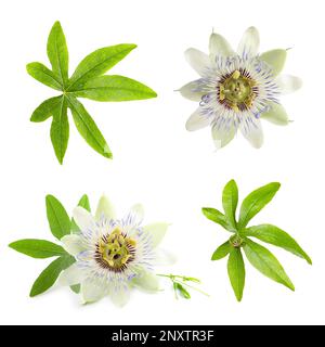 Set with Passiflora plant (passion fruit) flowers and leaves on white background Stock Photo