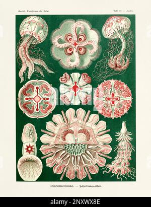 ERNST HAECKEL ART - Discomedusae, jellyfish - 19th Century - Antique Zoological illustration - Illustrations of the book : “Art Forms in Nature” Stock Photo