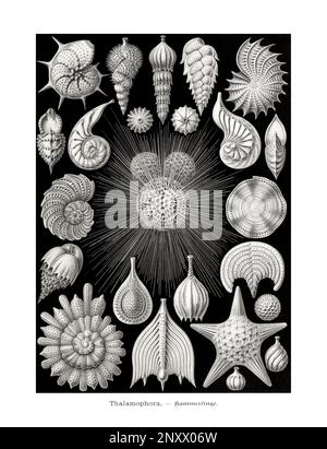 ERNST HAECKEL ART - Thalamophora or Forams - 19th Century - Antique Zoological illustration - Illustrations of the book : “Art Forms in Nature” Stock Photo