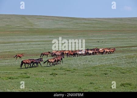 Herd of Mongolian horses roaming in the steppes near a lake Stock Photo ...