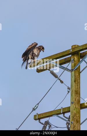 Immature Bald Eagle resting on a power pole in Steveston British Columbia Canada Stock Photo