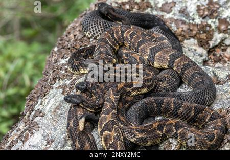 Pregnant timber rattlesnakes at a New York birthing rookery Stock Photo