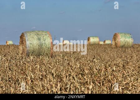 Forage Sorghum, harvested bales,  WaKeeney, Kansas, Unted States. 'Sorghum bicolor'. Stock Photo