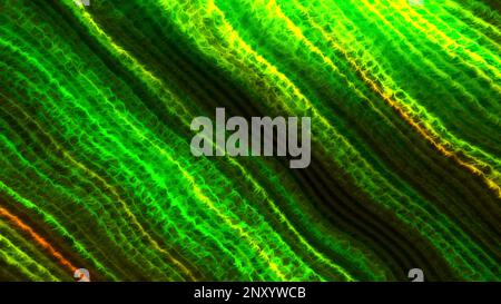 Colorful blurred stripes flicker moving. Motion. Bright diagonal stripes flicker with light flashes. Colorful stripes flicker with colorful glow. Stock Photo