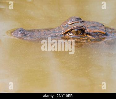 American Alligator Head sitting above the water in a swamp. Stock Photo