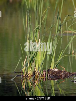 Red necked grebe eggs in a floating nest of vegetation built among cattail plants in a pond, Calgary, Alberta, Canada. Podiceps grisegena Stock Photo