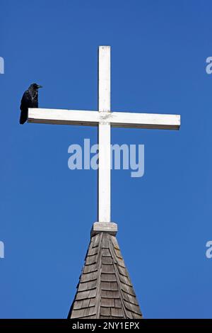Common raven perched on a white cross on top of Jasper Luthernan Church, Alberta, Canada. Corvus corax Stock Photo