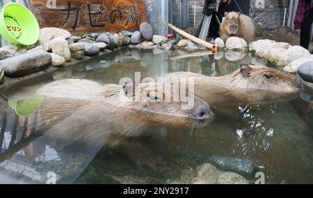 https://l450v.alamy.com/450v/2ny2917/capybaras-the-worlds-largest-rodent-enjoy-to-bath-at-the-space-world-in-yahatahigashi-ward-kitakyushu-fukuoka-prefecture-on-nov-7-2017-the-first-day-of-winter-in-the-traditional-japanese-calendar-the-yomiuri-shimbun-via-ap-images-2ny2917.jpg