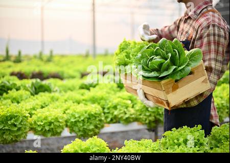 A male farmer or farm owner holding a wooden box containing a variety of organic fresh salad vegetables in the greenhouse. cropped side view image Stock Photo