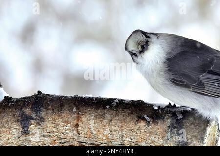 A Canadian Jay "Canadese taigagaai", looking at the camera Stock Photo