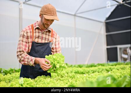 A determined Caucasian male farmer or gardener working in the greenhouse, harvesting salad vegetables. Stock Photo