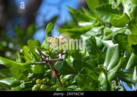 Barringtonia asiatica (fish poison tree, putat or sea poison tree) is a species of Barringtonia native to mangrove habitats on the tropical coasts and Stock Photo