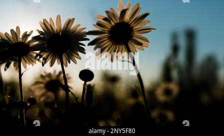 Bright sunny flowers. Creative.Green field with daisies that grow up towards the sun and the light rays of the sun fall on them. High quality FullHD f Stock Photo
