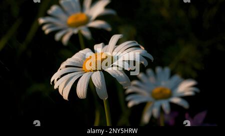 Bright sunny flowers. Creative.Green field with daisies that grow up towards the sun and the light rays of the sun fall on them. High quality FullHD f Stock Photo