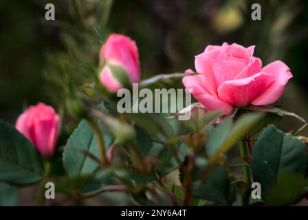 Miniature Pink Rose in Full Bloom Stock Photo