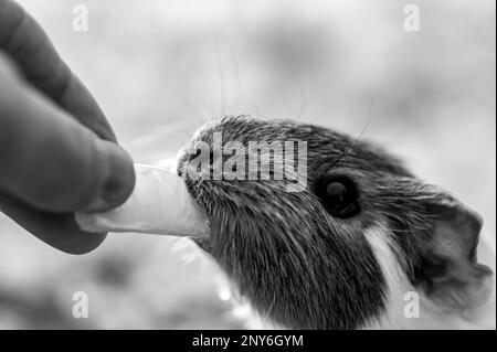 Guinea pig using front incisors to eat a tasty treat of an orange in held by hand.  Stock Photo