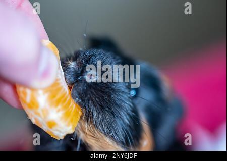 Guinea pig using front incisors to eat a tasty treat of an orange in held by hand.  Stock Photo