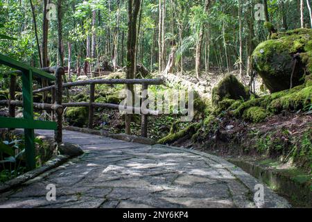 Pathway of a trail used for trekking inside Kinabalu National Park, Sabah, Malaysia. A scenic pathway inside Kinabalu National Park, which is a UNESCO Stock Photo