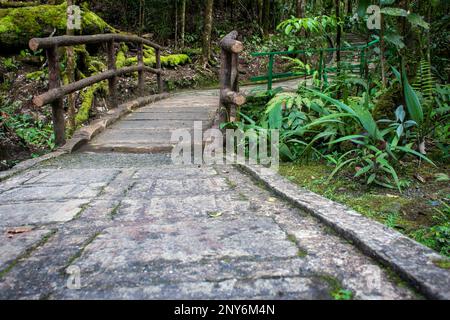 A trail used for trekking inside Kinabalu National Park, Sabah, Malaysia. A wooden bridge inside Kinabalu National Park, which is a UNESCO work herita Stock Photo